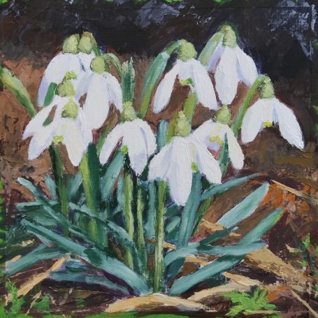 Schneeglöckchen an der Alb / verkauft Weiß blühende Schneeglöckchen mit grünem Laub auf erdigem Hintergrund.